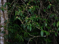 Hiraea fagifolia