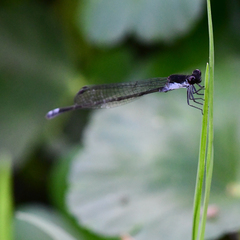 Pseudagrion commoniae