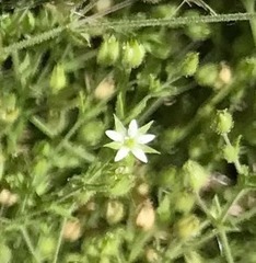 Arenaria serpyllifolia