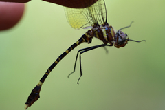 Phyllomacromia picta