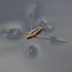 Limnogonoides