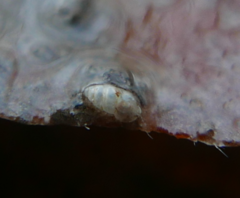 Carychium