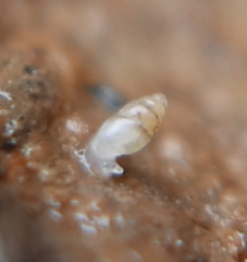 Carychium tridentatum