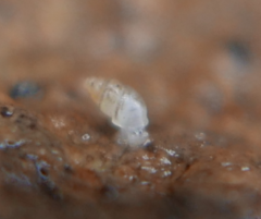Carychium tridentatum