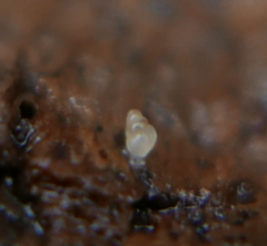 Carychium
