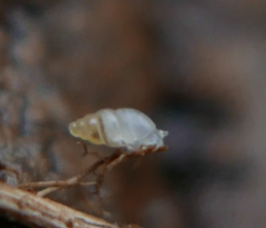 Carychium tridentatum