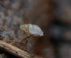 Carychium tridentatum