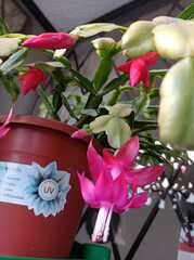 Schlumbergera