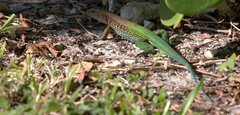 Ameiva ameiva
