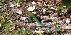 Ameiva ameiva