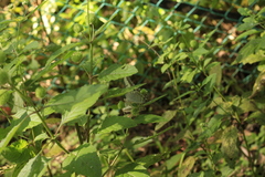 Parthenos sylvia roepstorfii