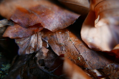 Orchesella villosa