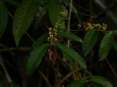 Hiraea fagifolia