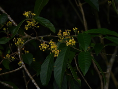 Hiraea fagifolia