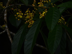 Hiraea fagifolia