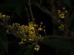 Hiraea fagifolia