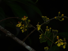 Hiraea fagifolia