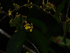 Hiraea fagifolia