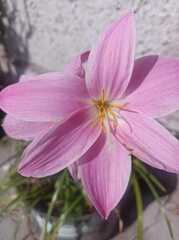 Zephyranthes rosea