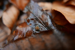 Aegopinella nitidula