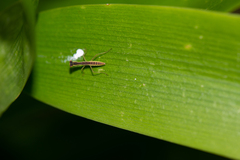 Orthodera