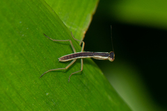 Orthodera