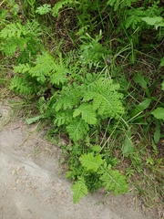 Tanacetum vulgare crispum