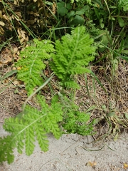 Tanacetum vulgare crispum
