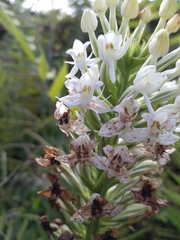 Habenaria monorrhiza