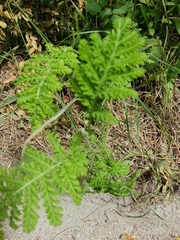 Tanacetum vulgare crispum