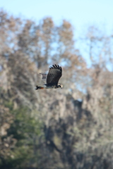 Rostrhamus sociabilis plumbeus