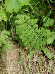 Tanacetum vulgare crispum