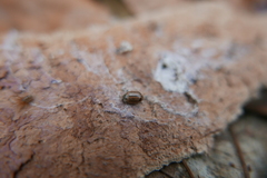 Aphidecta obliterata