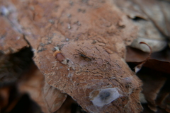 Segestria senoculata