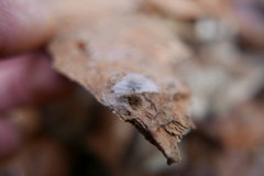 Segestria senoculata