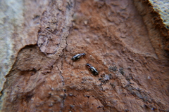 Dromius quadrimaculatus