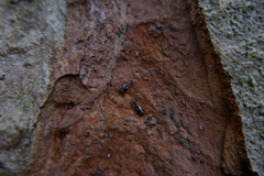 Dromius quadrimaculatus