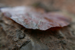 Carychium