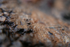 Carychium tridentatum