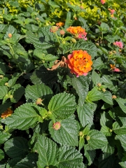 Lantana