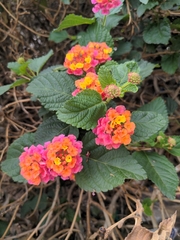 Lantana