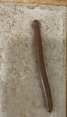 Anadenobolus monilicornis