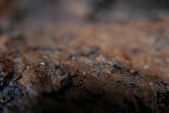 Carychium