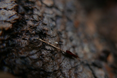 Carychium tridentatum