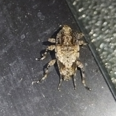 Aegomorphus jaspideus