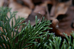 Chamaecyparis obtusa