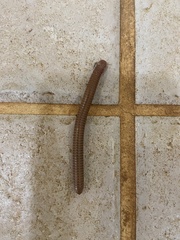 Anadenobolus monilicornis