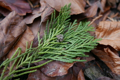 Chamaecyparis obtusa