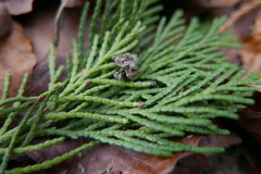 Chamaecyparis obtusa