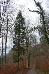 Chamaecyparis obtusa
